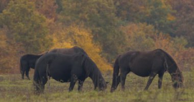 Hucul ponies, also known as Carpathian horses, grazing in a green meadow in Hungary