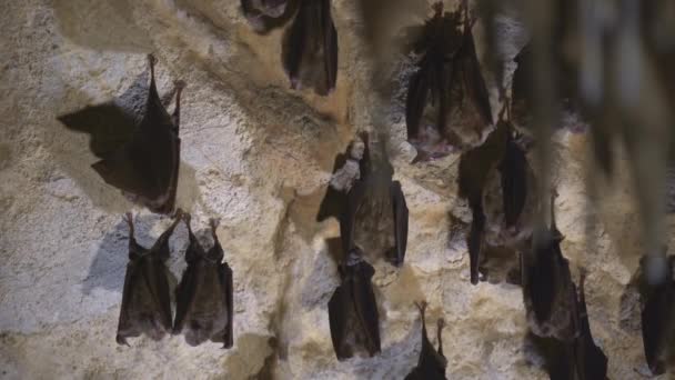 Group Bats Hibernating Cave — 图库视频影像