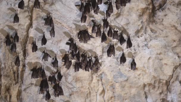 Group Bats Hibernating Cave — Stockvideo