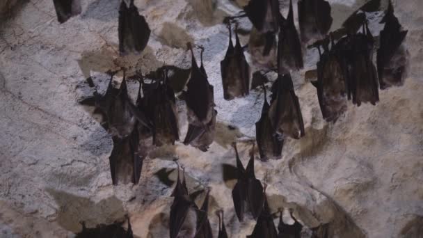 Groups Sleeping Bats Cave — Stock Video