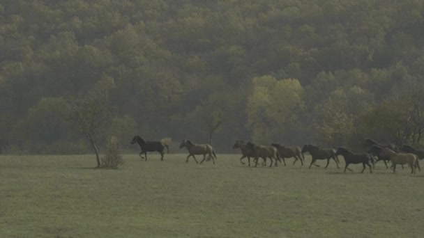 Hucul Horses Running Field — 图库视频影像