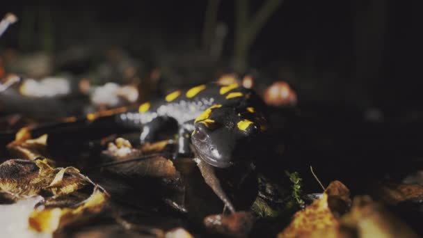 Reptile Fire Salamander Autumn Yellow Foliage Rare Animal Carpathian Forests — Stock video
