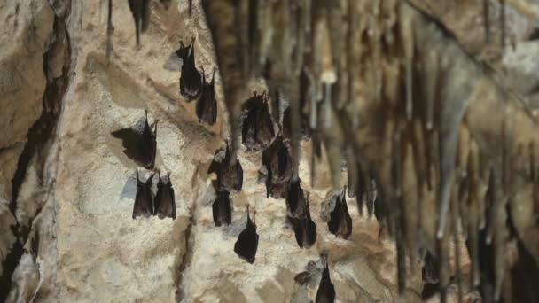 Close Group Small Sleeping Horseshoe Bat Covered Wings Hanging Upside — Stockvideo