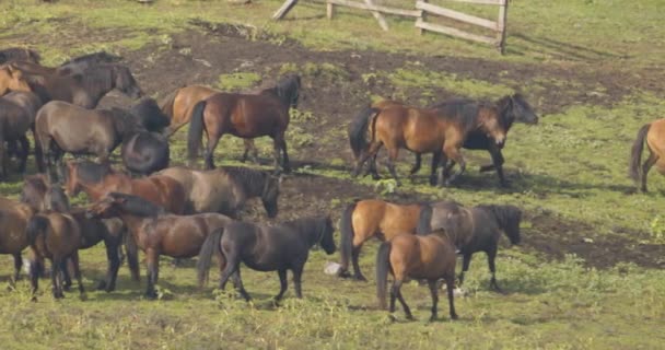 Hucul Pony Herd Also Known Carpathian Horses Hungary — 图库视频影像