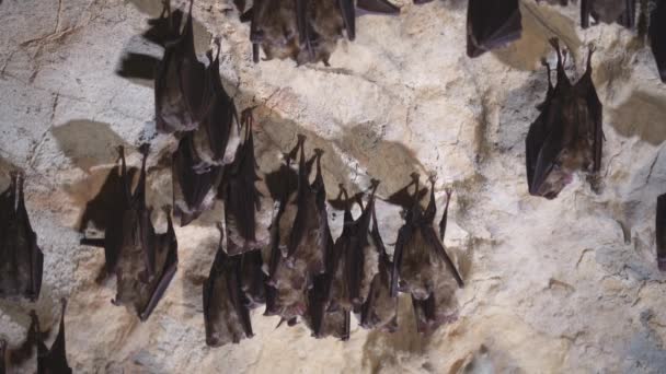 Groups Sleeping Bats Cave — ストック動画