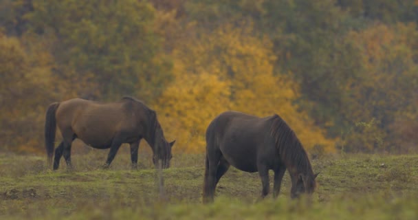 Herd Hucul Horses Grazing Morning — Vídeos de Stock
