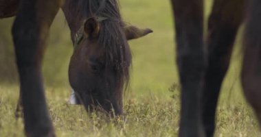 Herd of Hucul horses grazing in the morning, Close-up Image