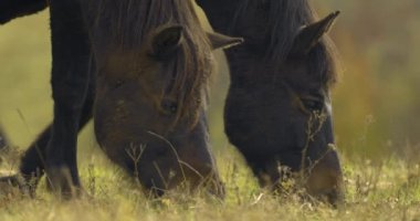 Herd of Hucul horses grazing in the morning, Close-up Image