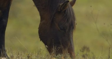 Herd of Hucul horses grazing in the morning, Close-up Image