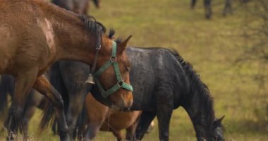 Hucul pony herd, also known as Carpathian horses in the field