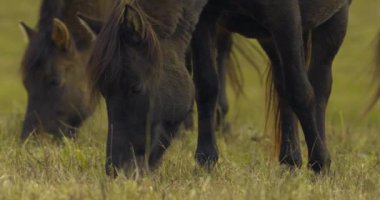 Herd of Hucul horses grazing in the morning