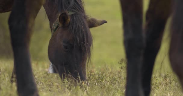 Herd Hucul Horses Grazing Morning Close Image — Vídeo de stock