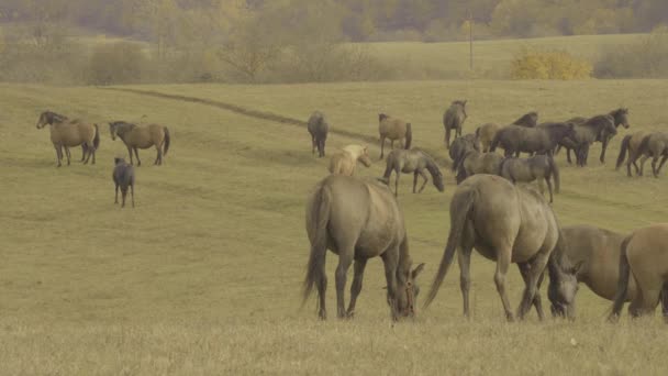 Grazing Herd Hucul — Video