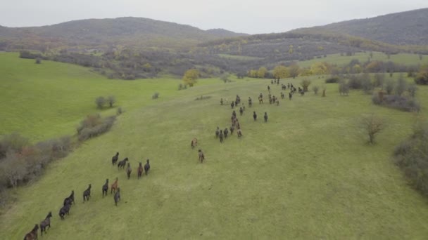 Hucul Horses Running Meadow — 图库视频影像