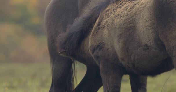 Hucul Ponies Also Known Carpathian Horses Close Image — Video