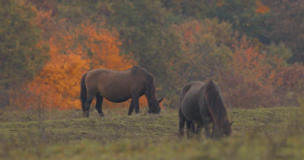 Hucul Ponies Also Called Carpathian Horses Green Meadow Hungary — 비디오
