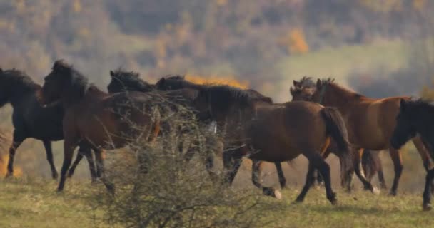 Hucul Pony Herd Also Known Carpathian Horses Hungary — Stockvideo