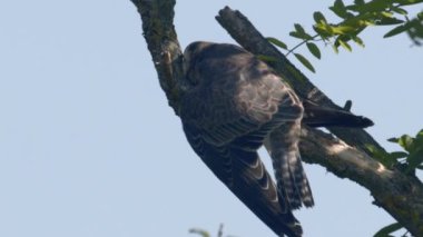 Red Footed Hawk Falco Vespertinus In Natural Environment