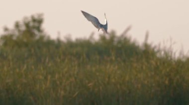 Whiskered Tern Flying. Slow motion Image