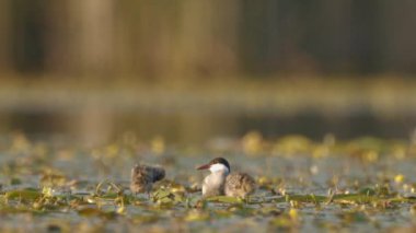 Whiskered Tern Family. Slow motion Image