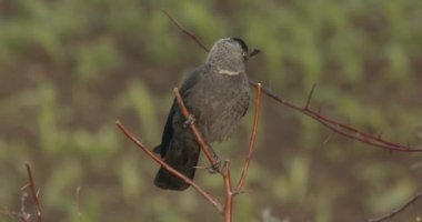 Slow Motion Close Up Shot Of A Western Jackdaw Sitting On A Branch