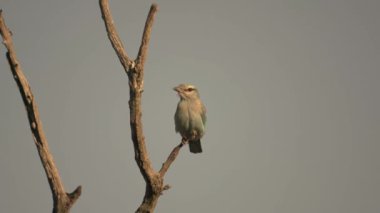 European Roller (Coracias Garrulus) Sitting On Branch 