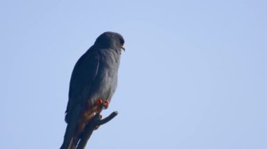 Red-Footed Hawk Falco vespertinus In Natural Environment