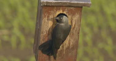 Batı Jackdaw (Coloeus Monedula) yuvada. Yavaş Hareket ResmiName