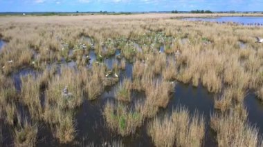 Eurasian Spoonbill Platalea Leucorodia colony, Hortobagy National Park, Protected Area