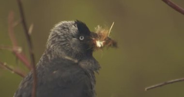 Western Jackdaws Sitting On Branch, Close-Up Image