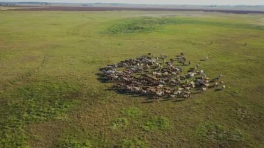 Herd Of Cattle Grazing, Aerial view, Hortobagy National Park, Hungary