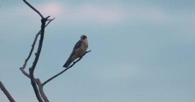 Red-Footed Falcon, Falco vespertinus, Sitting On Branch