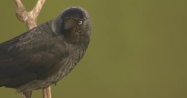 Western Jackdaws Sitting On Branch, Close-Up Image