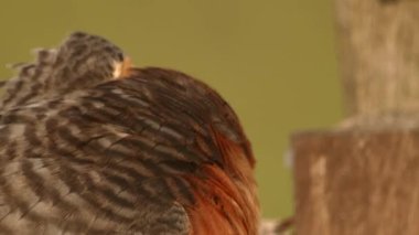 Bird Red-footed Falcon, Falco vespertinus, sitting on a branch with clear green background