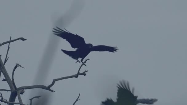 Rooks Colony Corvus Frugilegus Flying Slow Motion Image — Video