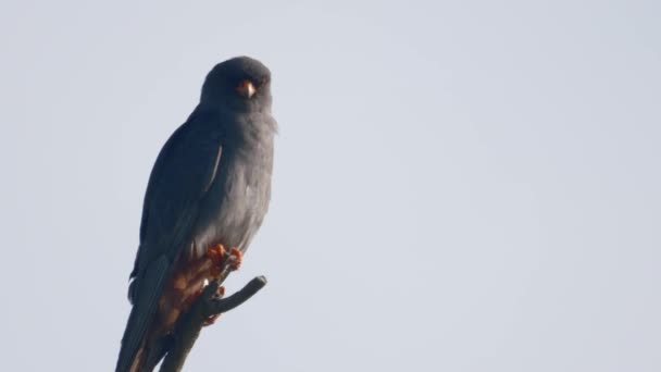 Red Footed Hawk Falco Vespertinus Natural Environment — Stock Video