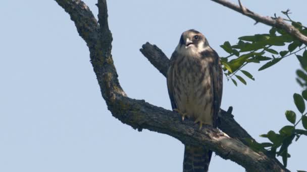 Red Footed Hawk Falco Vespertinus Natural Environment Slow Motion Image — Vídeos de Stock