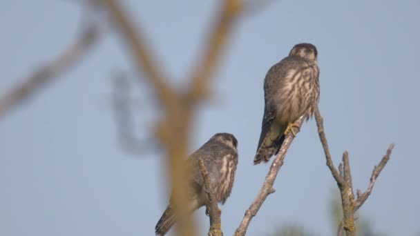 Red Footed Hawk Falco Vespertinus Stands Bush Slow Motion Image — стокове відео