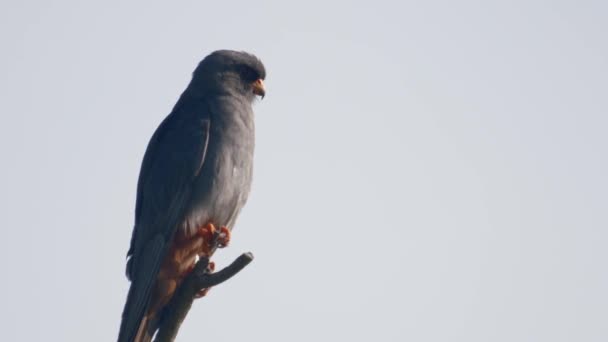 Red Footed Hawk Falco Vespertinus Natural Environment — Stockvideo