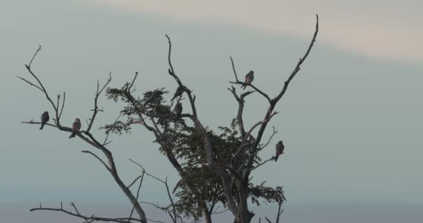 Male Red Footed Falcons Falco Vespertinus Gathering Tree — Video