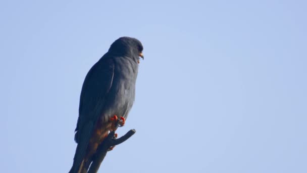 Red Footed Hawk Falco Vespertinus Natural Environment — Stockvideo