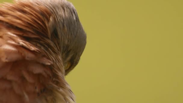 Red Footed Hawk Falco Vespertinus Natural Environment Close — Vídeos de Stock