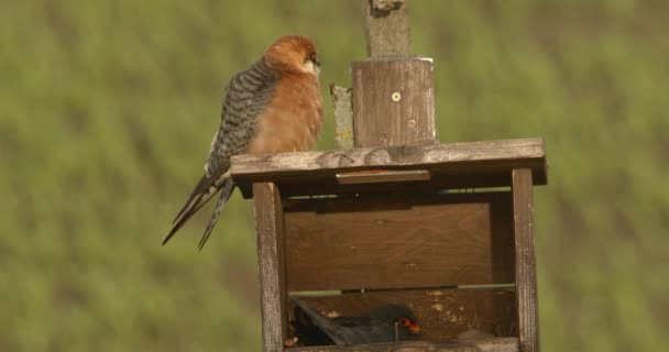 Elang Berkaki Merah Falco Vespertinus Lingkungan Alami Burung Jantan Duduk — Stok Video