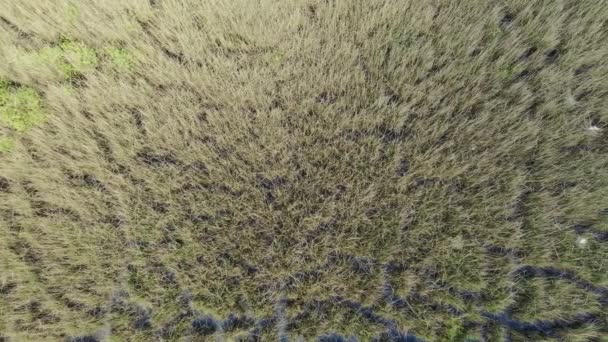 Cucchiaio Eurasiatico Colonia Platalea Leucorodia Hortobagy National Park Vista Aerea — Video Stock