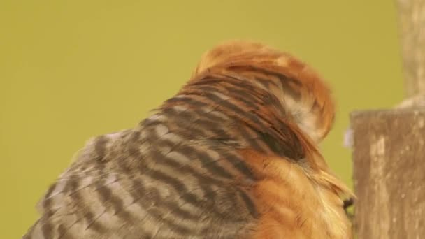 Bird Red Footed Falcon Falco Vespertinus Cleaning Plumage — Video