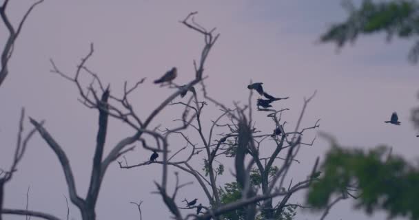 Rooks Colony Corvus Frugilegus Flying Slow Motion Image — Vídeos de Stock