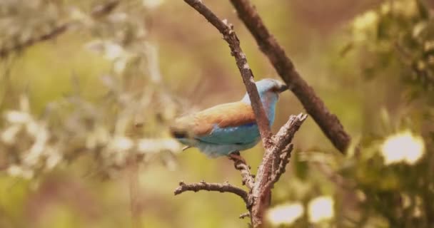 European Roller Coracias Garrulus Colourful Blue Bird — стокове відео