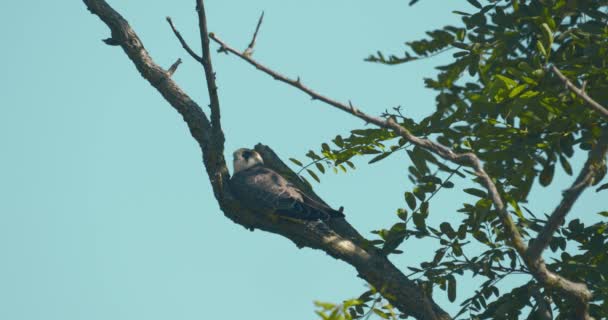 Red Footed Hawk Falco Vespertinus Natural Environment — Stok video