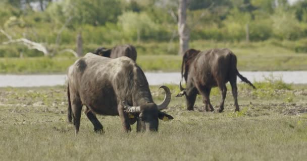 Flocken Bubalus Bubalis Water Buffalo Betande Slow Motion Image — Stockvideo