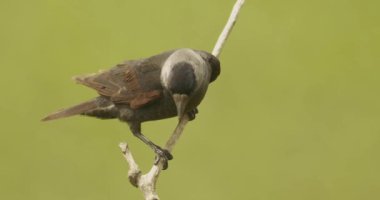 Western Jackdaws Sitting On Branch, Close-Up Image